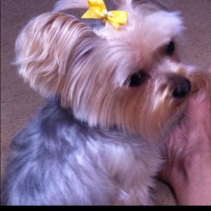 Meet your Posher, Carol